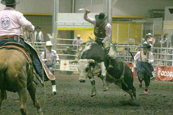 A Bull rider tests his skills at the Black Gold Rodeo in Leduc A Bull rider tests his skills at the Black Gold Rodeo in Leduc