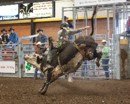 Bare-back bull riding is not for the faint of heart!